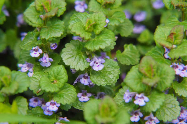 Gundermann (Glechoma hederacea) – Wirkung und Anwendung als Heilkraut Gundermann (Glechoma hederacea) – Wirkung und Anwendung als Heilkraut
