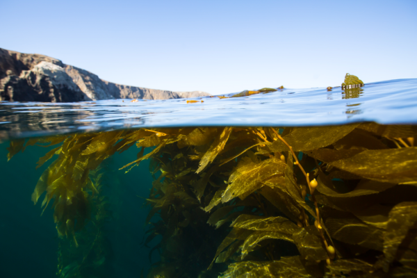 LebeFrischa pflanzliches Jod aus Kelp kaufen ohne Zusätze