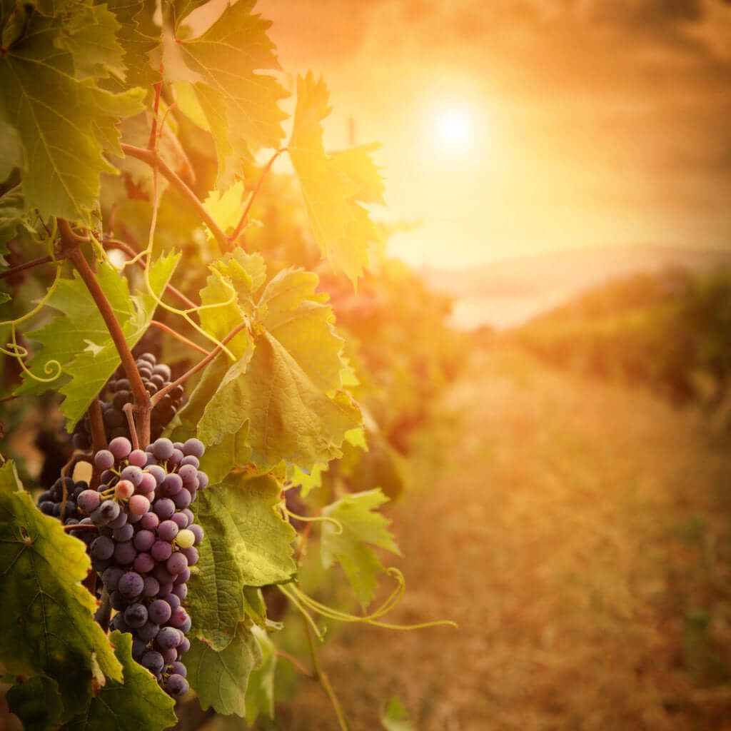 Sonnenuntergang in einer Traubenstockreihe - natürliche OPC-Quelle in harmonischer Abendstimmung. Sonnenuntergang in einer Traubenstockreihe - natürliche OPC-Quelle in harmonischer Abendstimmung.