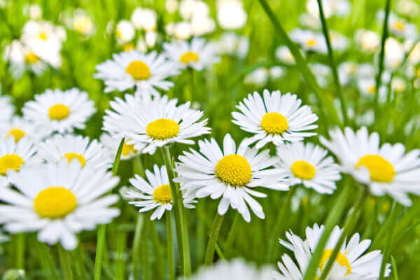 Gänseblümchen – Geschichte, Wirkung & Anwendung