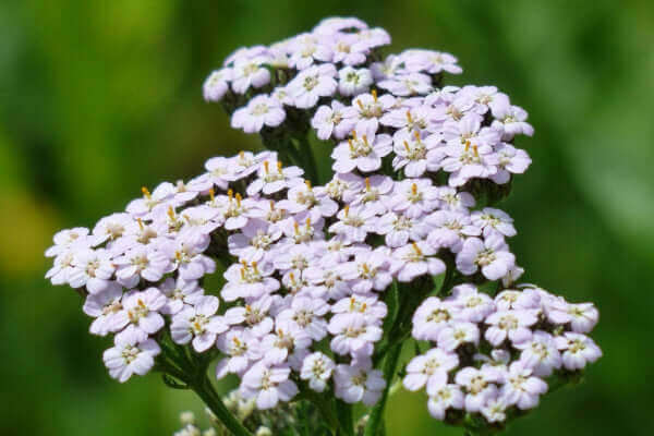 Schafgarbe – Geschichte, Wirkung & Anwendung