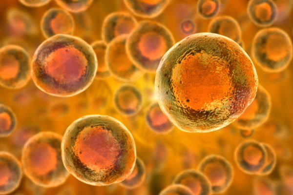 Detailansicht von Zellen unter dem Mikroskop – symbolisch für Zellschutz und Vitalstoffe