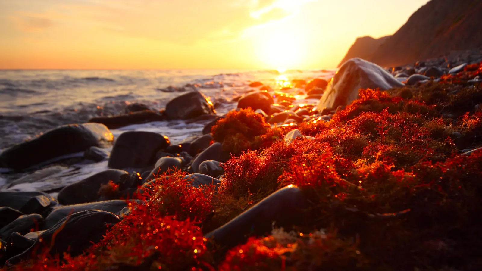 Rote Algen auf Steinklippen am Strand – natürliche Quelle für Mikronährstoffe & Antioxidantien