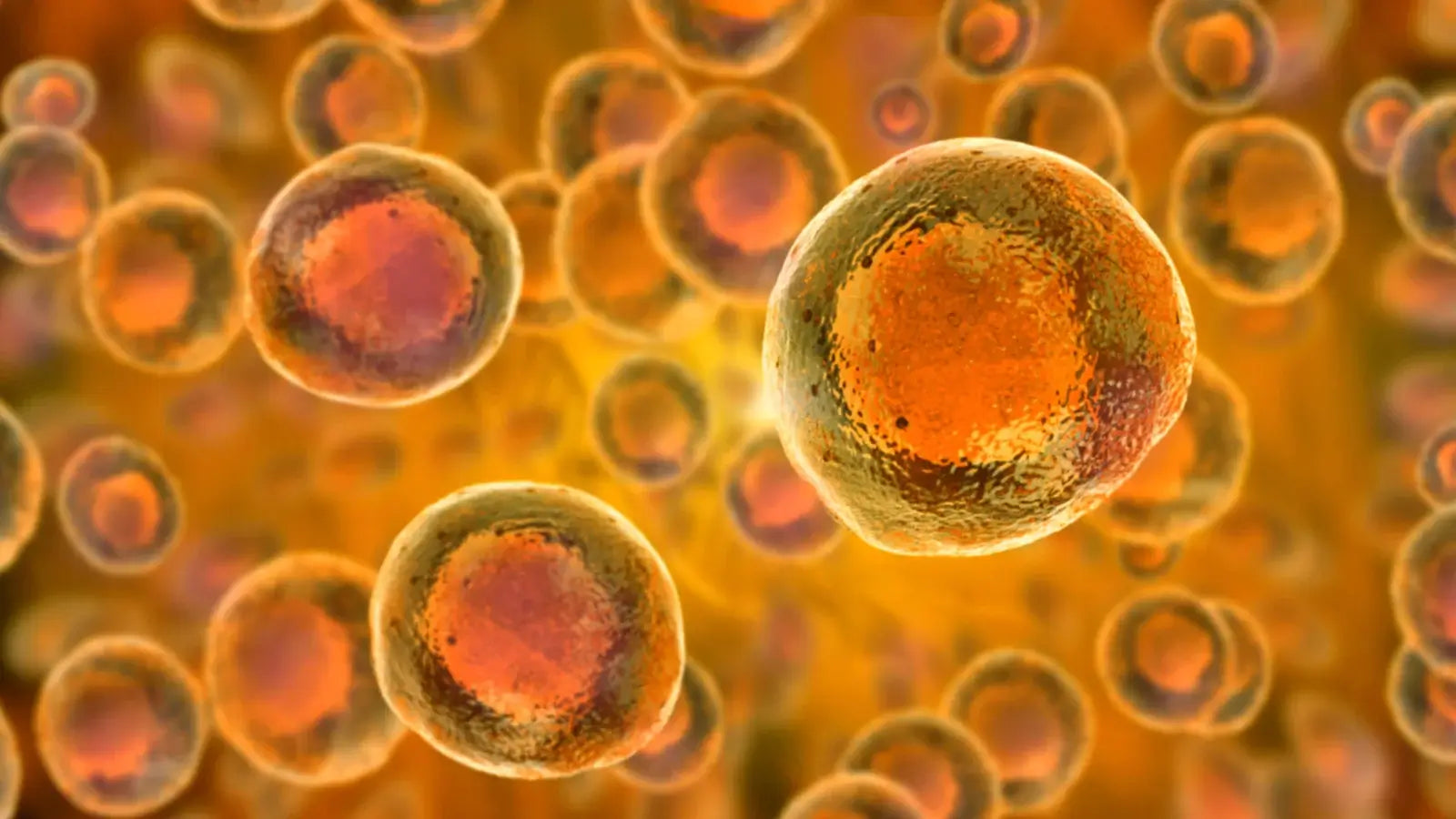 Detailansicht von Zellen unter dem Mikroskop.