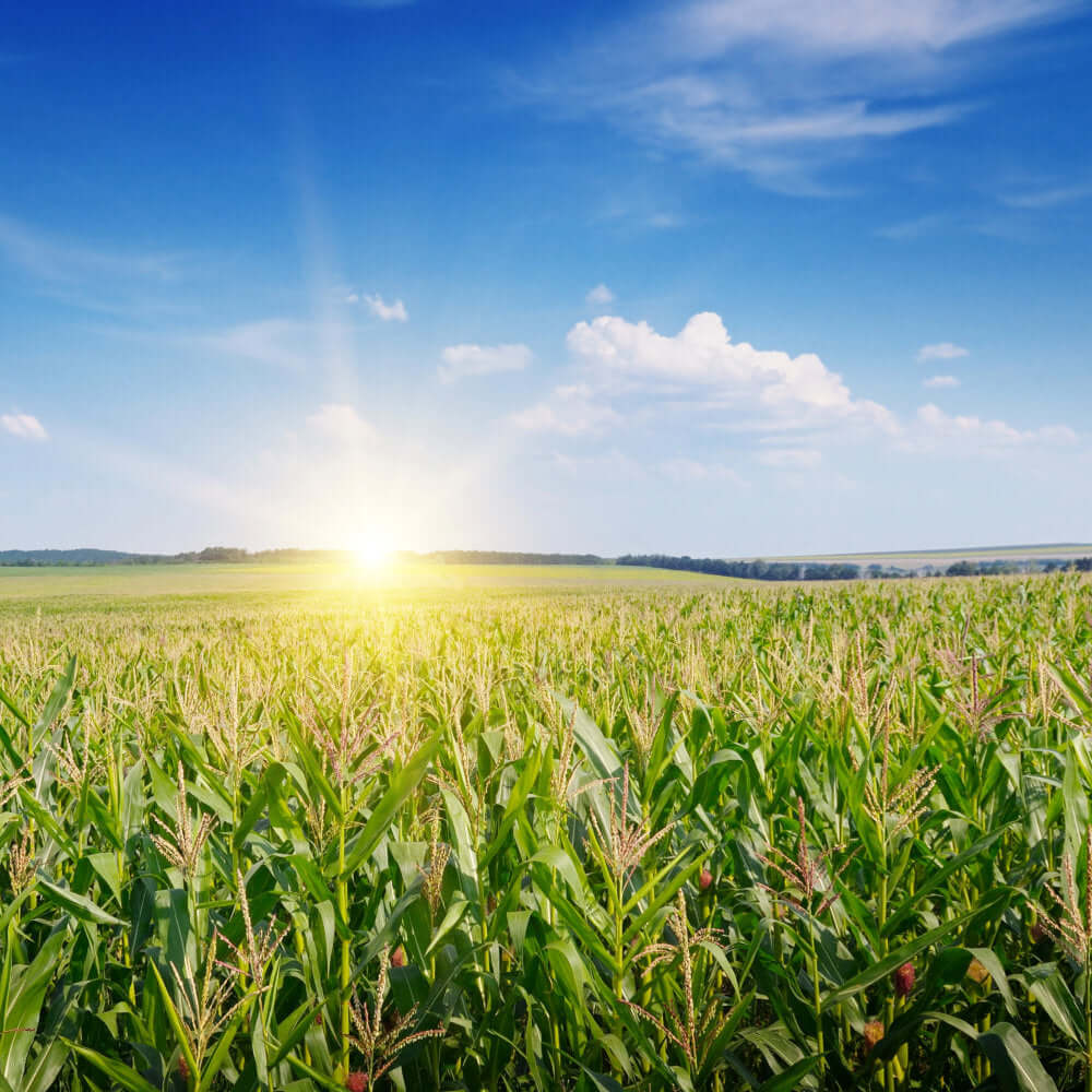Maisfeld mit blauem Himmel und Sonne.