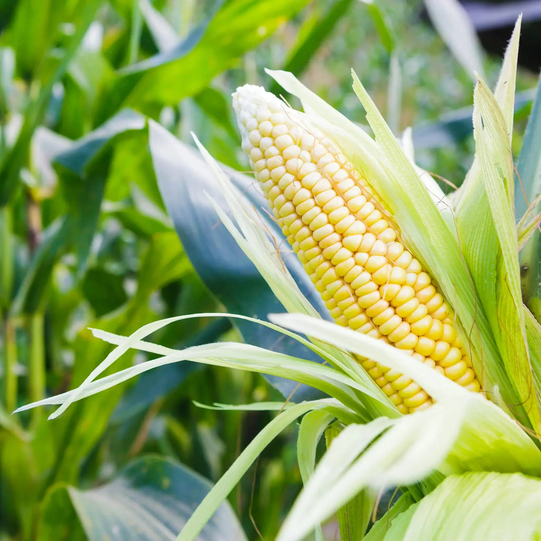 Ein Maiskolben in einem Maisfeld