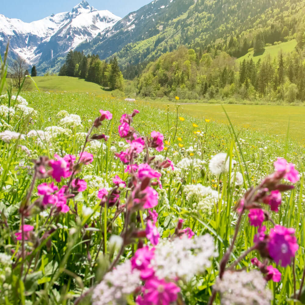 Naturbild einer Berglandschaft mit Wildpflanzen im Vordergrund.