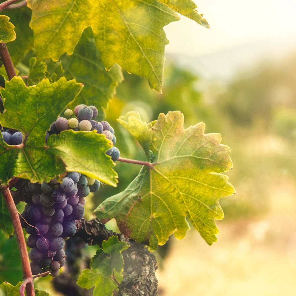 Nahaufnahme reifer, dunkelroter Trauben am Rebstock.