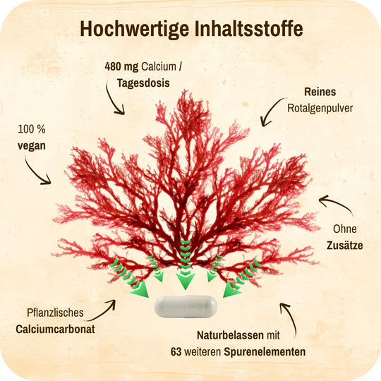Grafik mit einer Rotalgenpflanze in der Mitte und Produktmerkmalen drum herum.